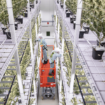 Organigram Q4 2024 財政年度財報分析