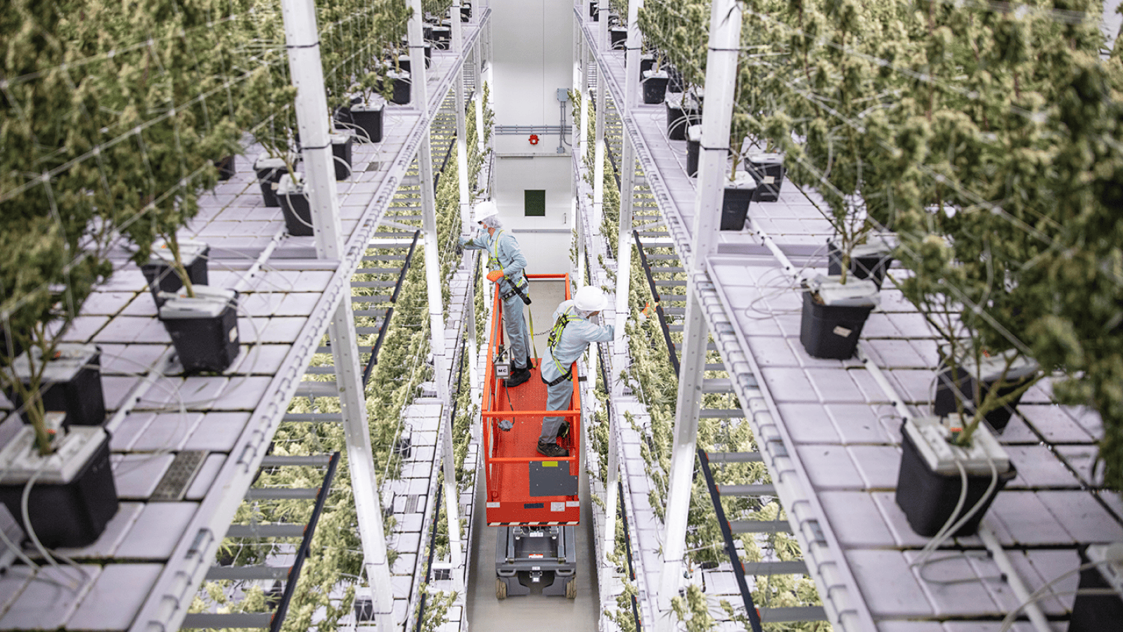 Organigram Q4 2024 財政年度財報分析